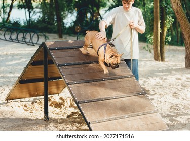 Teenager Teaching His Cute French Bulldog On Special Playground For Dogs. Boy Learning Commands With Red Bulldog In The Park. Practice With A Dog Outside. Still Life, Friendship With A Puppy