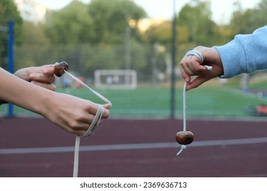 Teenagers are playing conkers. Only hands are visible in picture. Conkers is a traditional children game played using seeds of horse chestnut trees.