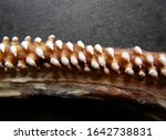 teeth of basking shark, Cetorhinus maximus