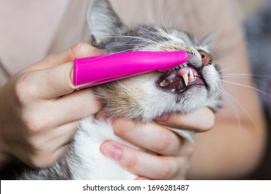 Teeth Brushing A Cat With A Pink Brush, Gray Cat Close-up