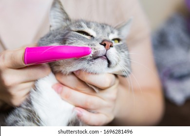 Teeth Brushing A Cat With A Pink Brush, Gray Cat Close-up