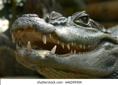 Teeth of a crocodile