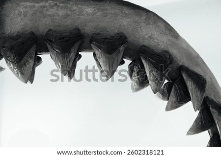 The teeth of the dinosaur megalodon. The sharp teeth of the dinosaur.