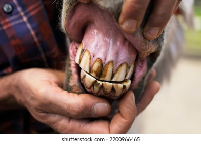 The teeth of an elderly donkey