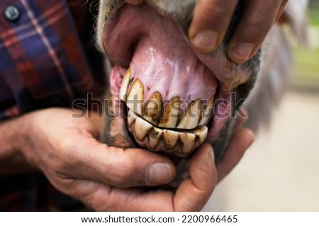 The teeth of an elderly donkey