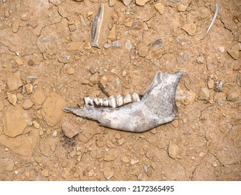 Teeth And Lower Jaw Bone Of An Animal On An Ochre And Dry Stony Ground.