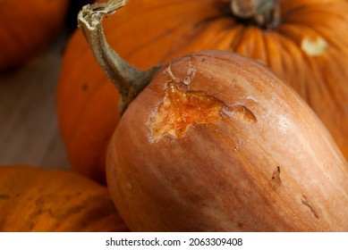 Teeth Marks On The Pumpkin. The Rat Mouse Ate The Pumpkin Harvest Harvested For The Winter. Farmer's Problems, Rodent Infestation. 