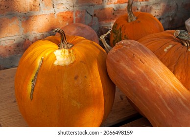 Teeth Marks On The Pumpkin. The Rat Mouse Ate The Pumpkin Harvest Harvested For The Winter. Farmer's Problems, Rodent Infestation. 