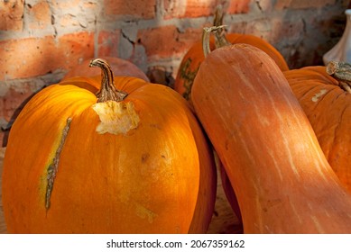 Teeth Marks On The Pumpkin. The Rat Mouse Ate The Pumpkin Harvest Harvested For The Winter. Farmer's Problems, Rodent Infestation. 