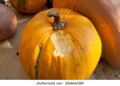 Teeth Marks On The Pumpkin. The Rat Mouse Ate The Pumpkin Harvest Harvested For The Winter. Farmer's Problems, Rodent Infestation. 