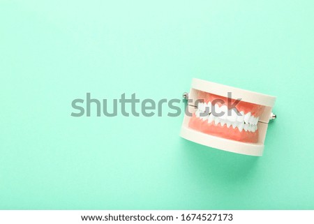 Teeth model on mint background