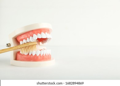 Teeth model with toothbrush isolated on white background - Shutterstock ID 1682894869