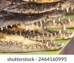 Teeth on crocodile jaws as a background.