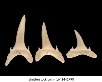 Teeth From A Sand Tiger Shark, Also Called Grey Nurse Sharks, Carcharias Taurus. Sand Tiger Sharks Range Through Subtropical And Temperate Waters Worldwide