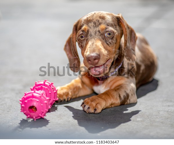 9 week old teething