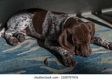 Teething Young German Shorthaired Pointer Puppy With A Stick