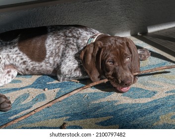 Teething Young German Shorthaired Pointer Puppy With A Stick