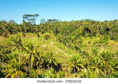 Tegalalang rice plantation terrace in Bali, Indonesia.