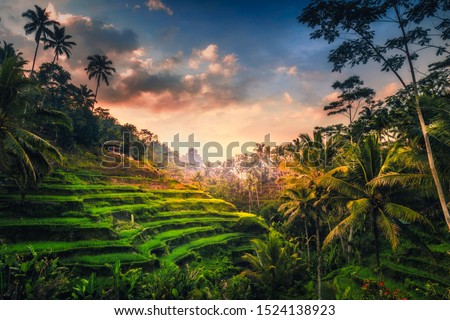 Tegalalang Rice Terrace at sunrice. The  rice fields are a big tourist attraction in Bali situated 20 minutes from Ubud