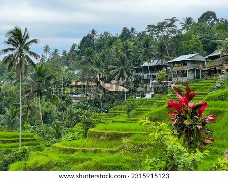Tegallalang rice field in Bali 