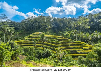 Tegallalang Rice Terrace in Bali, Indonesia
