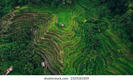 Tegallalang rice terraces. Tropical landscape palm tree forest jungle on Bali Island Indonesia. - Powered by Shutterstock