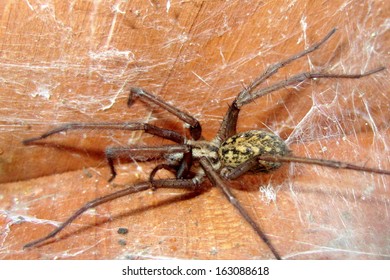 Tegenaria Agrestis - Hobo Spider