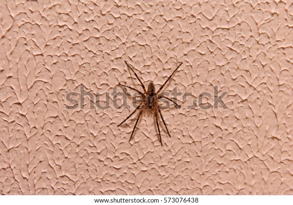 Tegenaria Domestica Barn Funnel Weaver Spider Stock Photo Edit