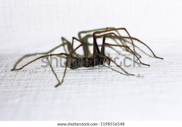 Tegenaria Domestica Big Spider Barn Funnel Stock Photo Edit Now