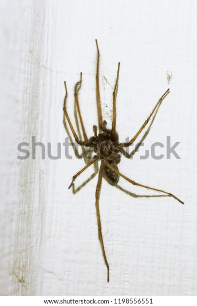 Tegenaria Domestica Big Spider Barn Funnel Stock Photo Edit Now