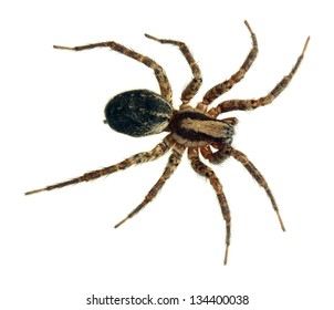 Tegenaria Gigantean or Giant House Spider
