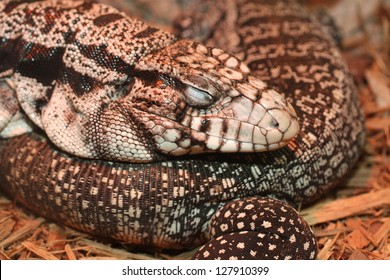 tegu