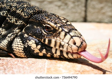 Tegu Lizard Head And Tongue