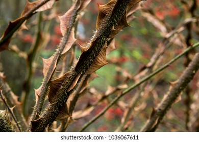 Teh Awfull Thorns Of Rosa Sericea F. Pteracantha