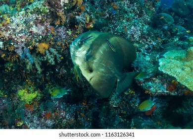 Teira Batfish Fish With Bluestreak Cleaner Wrasse