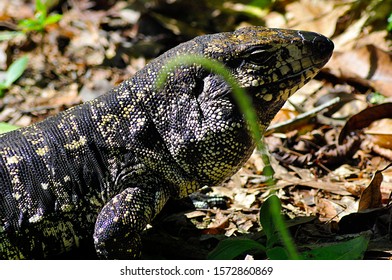 Teiu Lizard Loose In Nature - Park In The City Of Santo André, Sao Paulo - Brazil