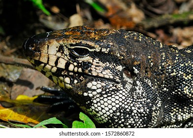 Teiu Lizard Loose In Nature - Park In The City Of Santo André, Sao Paulo - Brazil