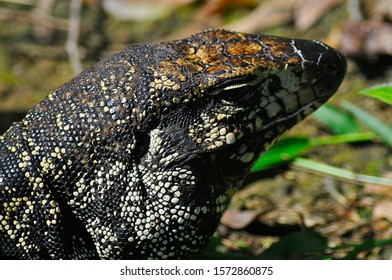 Teiu Lizard Loose In Nature - Park In The City Of Santo André, Sao Paulo - Brazil