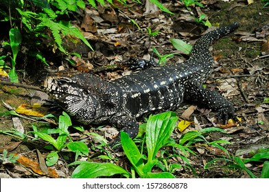 Teiu Lizard Loose In Nature - Park In The City Of Santo André, Sao Paulo - Brazil