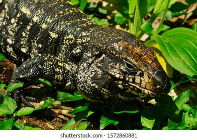 Teiu Lizard Loose In Nature - Park In The City Of Santo André, Sao Paulo - Brazil