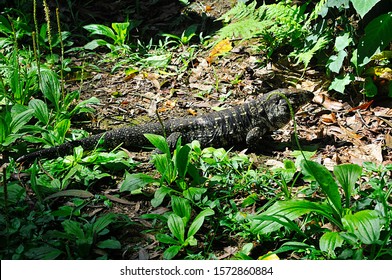 Teiu Lizard Loose In Nature - Park In The City Of Santo André, Sao Paulo - Brazil