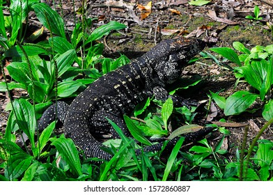 Teiu Lizard Loose In Nature - Park In The City Of Santo André, Sao Paulo - Brazil