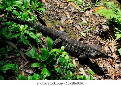 Teiu Lizard Loose In Nature - Park In The City Of Santo André, Sao Paulo - Brazil