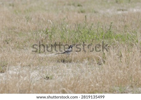Tejo River Wagtail Exploring Grasslands Reflecting Freedom And Resilience