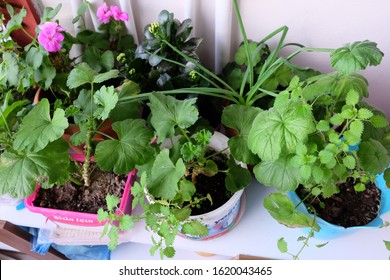 Tekirdag/Turkey-12.27.2019: Home and garden concept of spider plant and fern in yoghurt cups on the balcony. Pots with green houseplants and flowers on table in terrace. Fern herbs on the windowsill.