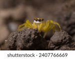 Telamonia festiva is a species of spiders in the family jumping spiders.