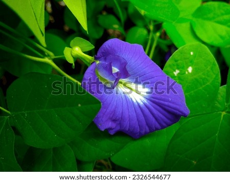 Telang flower or 