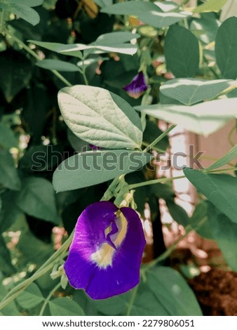 Telang flower or Butterfly pea (Clitorea ternatea) growth in small garden 