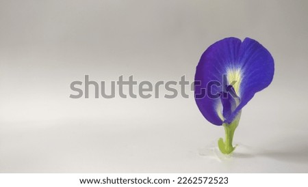 telang flower clitorea java bunga telang blue purple flower subtropic tropic exotic 