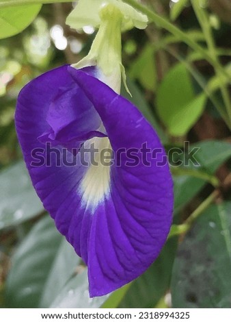 Telang flower (Clitoria ternatea), a flower endemic to the island of Ternate, Indonesia.